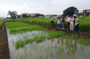 Seeds of the IR64 rice variety with the AG1 gene could grow even when underwater (see third from right row inside flooded plot) as seen in 2013 field trials. (Photo: Michael Thomson) 