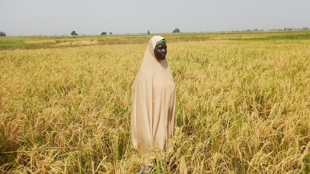 A FARMER in Nigeria has greatly benefited from RiceAdvice. (Photo by Phillip Onimisi Obosi, GIZ-CARI)