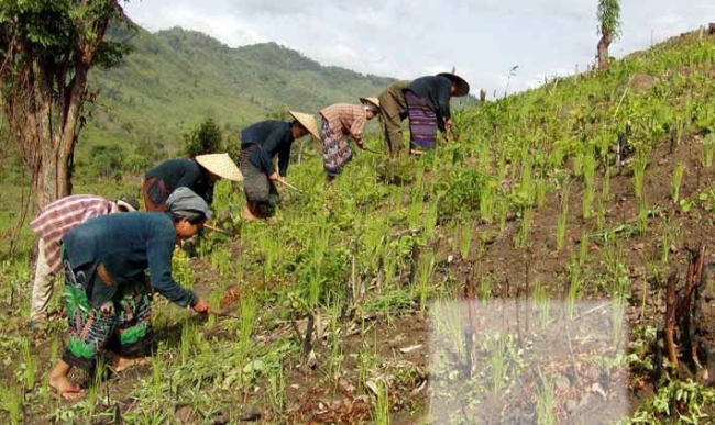 Farmers in Laos weed upland rice, an activity that absorbs up to half of the crop’s labor demand. (Photo: Bruce Linquist)