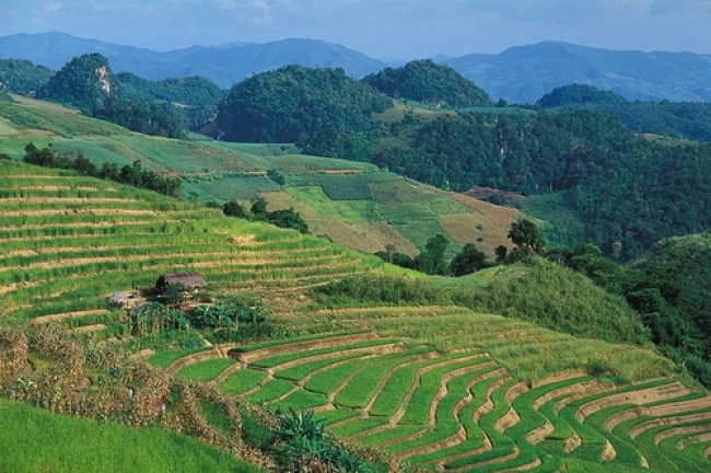RICE TERRACES and patchwork fi elds constitute a typically stunning Yunnan vista, which now—thanks to new high-yielding rice varieties that produce more rice on less land—increasingly includes the forest that for decades fought a losing battle with slash-and-burn agriculture. (Photo: Bob Hill)