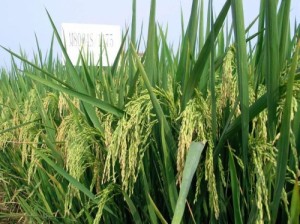 A hybrid Rice yield trial in Jiangxi, China. (Photo: Rodolfo Toledo)
