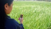 Farmers in the “texting capital” of the world—the Philippines—will soon have nutrient management advice tailored specifically to their rice crops delivered to their mobile phones.