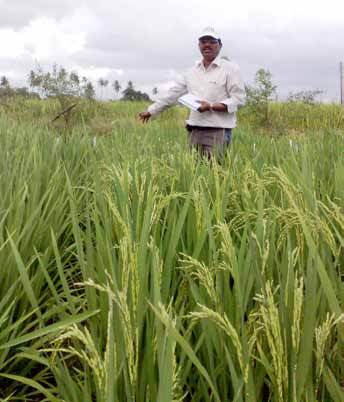 Dr. Jauhar Ali, IRRI plant breeder and Green Super Rice (GSR) project coordinator for Asia, shows that GSR varieties perform well under low-input and poor environmental conditions while their yields remain comparable with those of other varieties grown under optimal circumstances. (Photo: Rice Research and Development Institute)