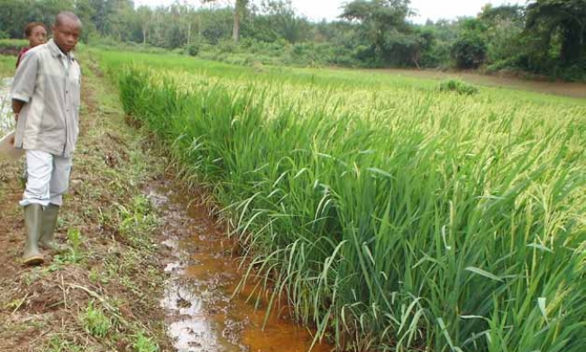 WITA 12, a rice variety with moderate tolerance of iron toxicity, in a field trial, Niaouli, Benin. (Photo: Moussa Sie)