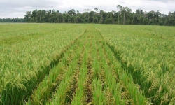 The Embrapa-Cirad hybrid seed production system in upland conditions at Sinop, Mato Grosso. (Photo: Embrapa)