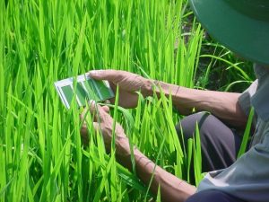 A farmer from Vinh Phuc Province, Vietnam, uses the leaf color chart to check the nitrogen needs of his rice crop. (Photo: T.T. Son)