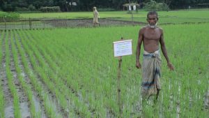 In northwest Bangladesh, direct seeding, combined with early-maturing varieties, appropriate weed management, and crop diversification, is helping to ease seasonal hunger called monga. (Photo: T. Mendoza)