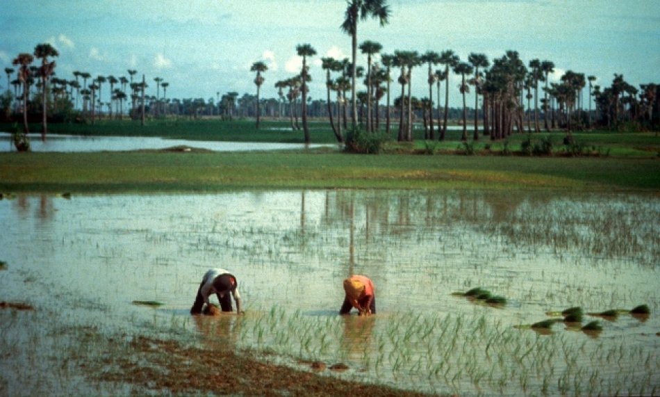 Farmers transplanting rice in Cambodia. (Photo: IRRI)