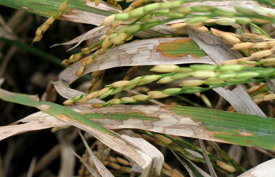 Lesions of sheath blight on a highly susceptible rice variety. Photo: IRRI
