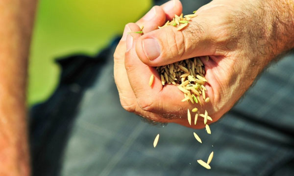 rice seeds