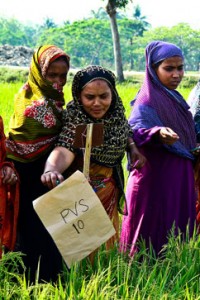 Women in Bangladesh rate each rice variety during a participatory varietal selection (VS) activity. (Photo: Isagani Serrano)