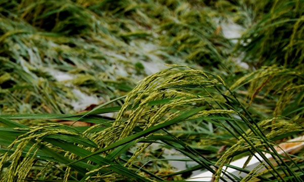 rice in fields