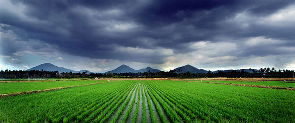 rice field