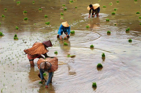 submerged rice field