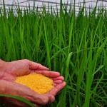 The state of play: genetically modified rice - Rice Today