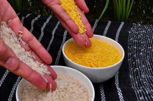 Golden Rice is a different color to other rice because it contains beta carotene - a source of vitamin A.
