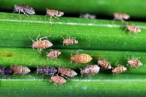 Brown planthoppers eat rice crops and transmit viruses that can prevent grain formation.