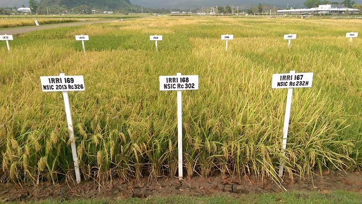 Salinas 11 or IRRI 169 (left) is a superior variety especially bred for salt-ridden areas. It is also sold as gourmet rice in some parts of the Philippines because of its high quality, reddish grains. (Photo by Glenn Gerogorio)