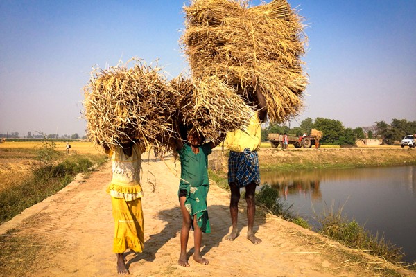Paddy is often transported from field to homestead by women and children. Ideally, the crop should be mechanically threshed immediately upon harvesting. But, it sometimes remains in the field for many days (or weeks) before being hauled to the homestead, where it often sits again for several weeks exposed to the elements.