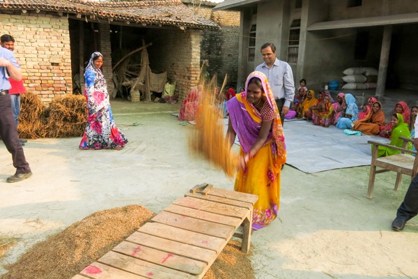 A woman demonstrates manual threshing of paddy.