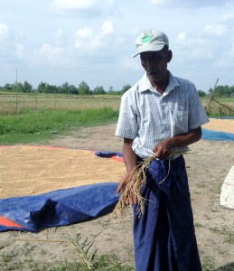 U Aung Kyi has tried using IRRI's flatbed dryer and saw a marked improvement in grain quality. Photo by Reianne Quilloy.
