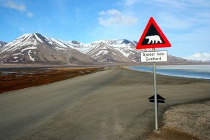 41. Svalbard-polar-bear-crossing