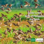 67. Cover_Guide to birds of Philippine rice fields