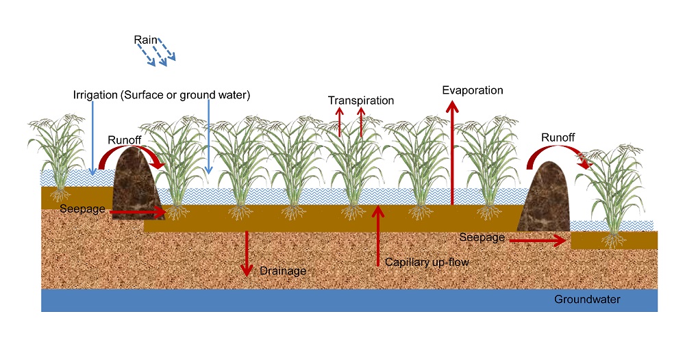 Fig. 1. Water inflows to and outflows from a rice paddy (field).