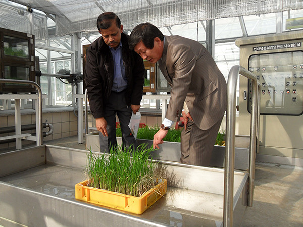 Dr. K.K. Jena, IRRI plant breeder (left), shows a visitor ANMI rice, which has been infested with BPH in the greenhouse. (Photo: Suk-Man Kim)