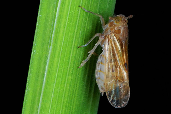 Brown planthoppers pierce the plant stem and suck out the sap. (Photo: IRRI) 
