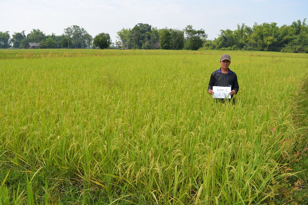CURE and its Lao partners continue to develop climate-smart rice varieties for farmers in the flood-prone plains to help increase their rice production and improve their livelihoods. (Photo: CURE)