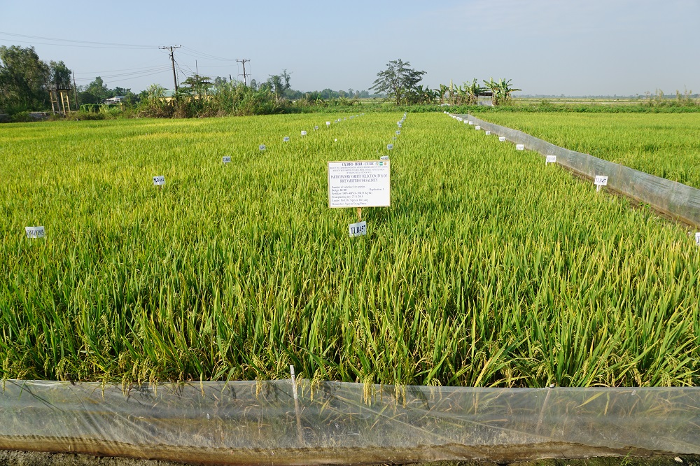 Breeding for rice submergence tolerance and stagnant flooding tolerance in Vietnam. (Photo: CURE)