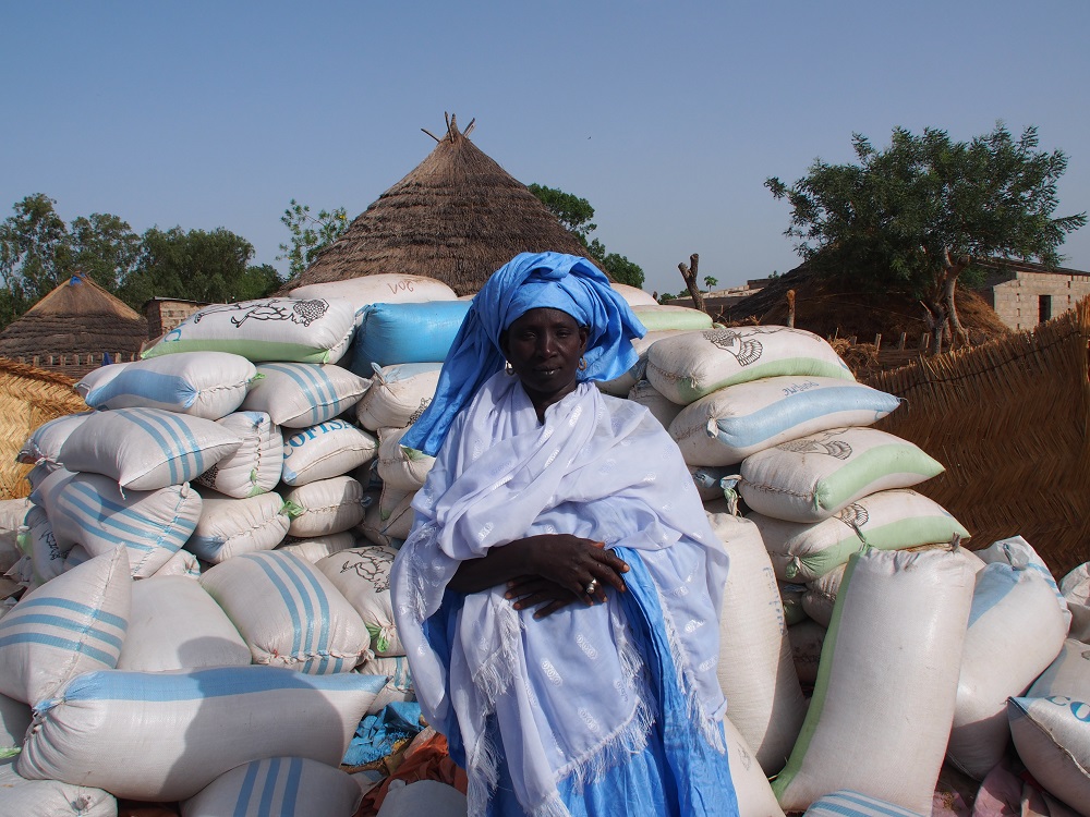 Rice farmers in Anambé valley in Kolda region, Senegal, have discovered that seed production can be a lucrative business. Within two years they have been able to buy tractors and build new houses for their families with the cash from selling seed of upland rice. (Photo by R. Raman/AfricaRice)
