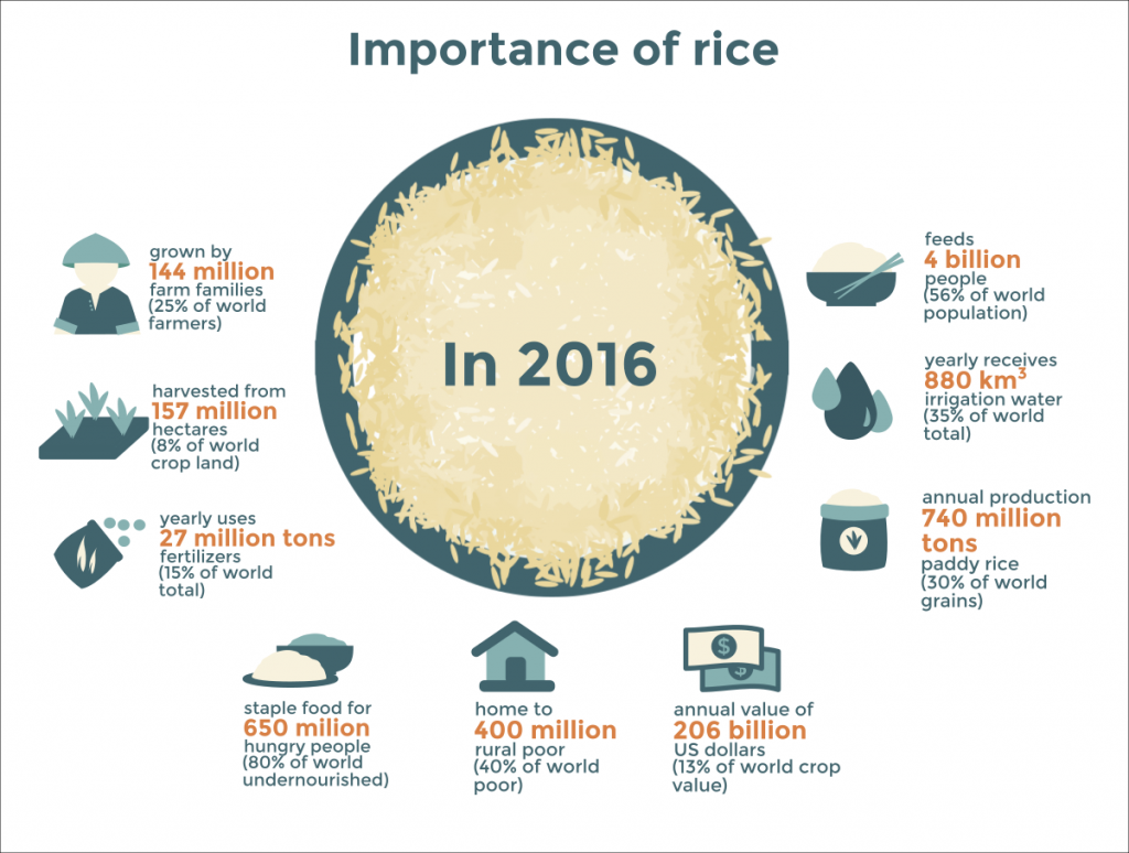 importance of rice research paper