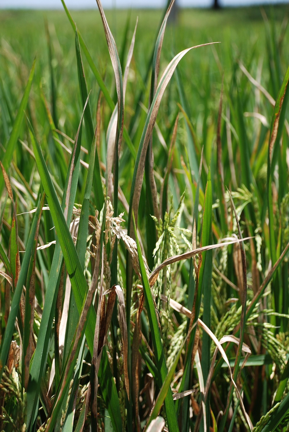 Rice plants with advanced symptoms of bacterial blight. (Photo by Nancy Castilla, IRRI)