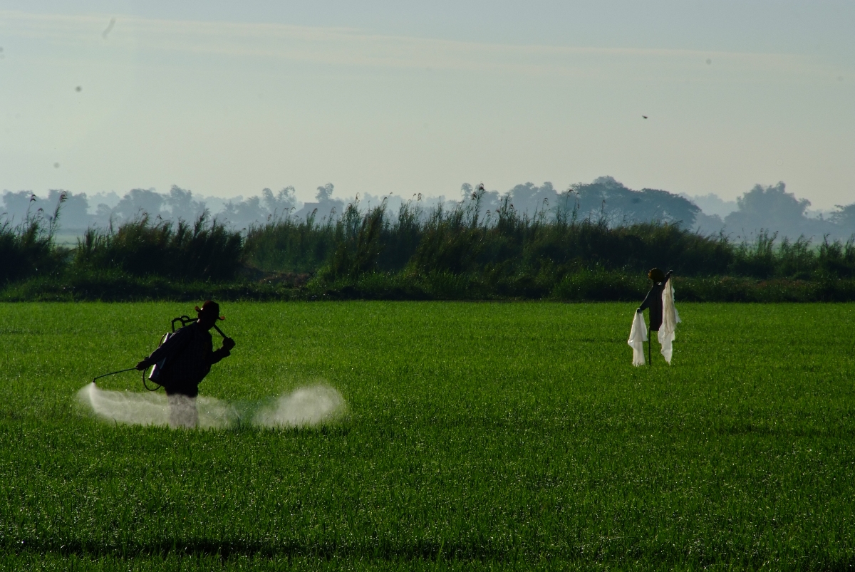 Farmers in Southeast Asia are experiencing increasing occurrence pest outbreaks and choose the prophylactic application of insecticide as a way to prevent loss. (Photo by Chris Quintana, IRRI)