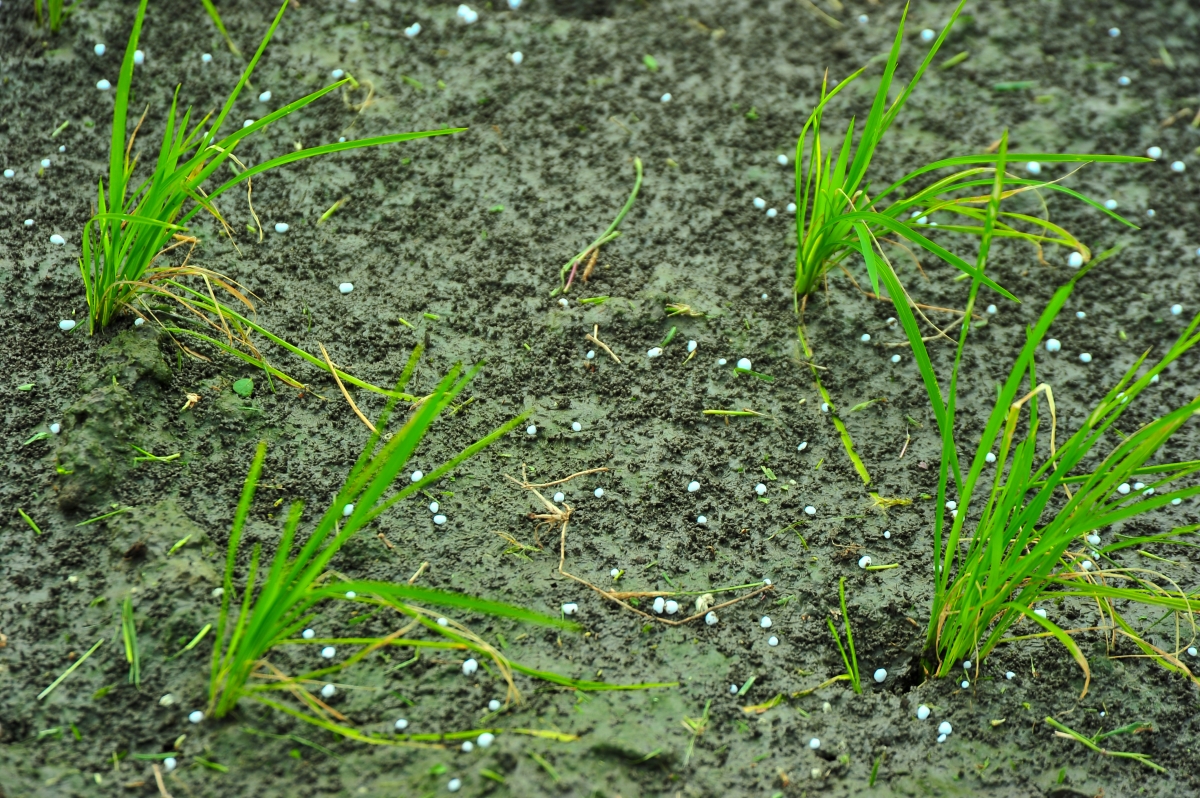 Fertilizer recommendations in smallholder rice farming systems are often given as blanket recommendations, but this can lead to the overuse of fertilizers and inefficient use of nutrients. (Photo: IRRI)