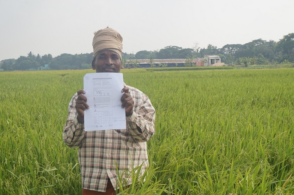 Mr. Malik, a farmer from Puri District, credits the timely application of fertilizers with the excellent growth of his rice crops (Photo: CSISA)