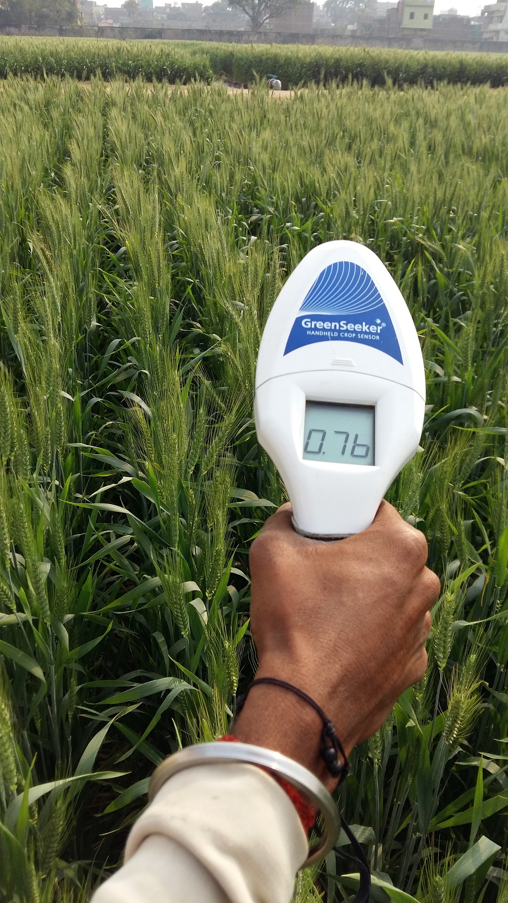 Farmer capturing Green Seeker value in Wheat for nitrogen Management at the right time. (Photo: CSISA)