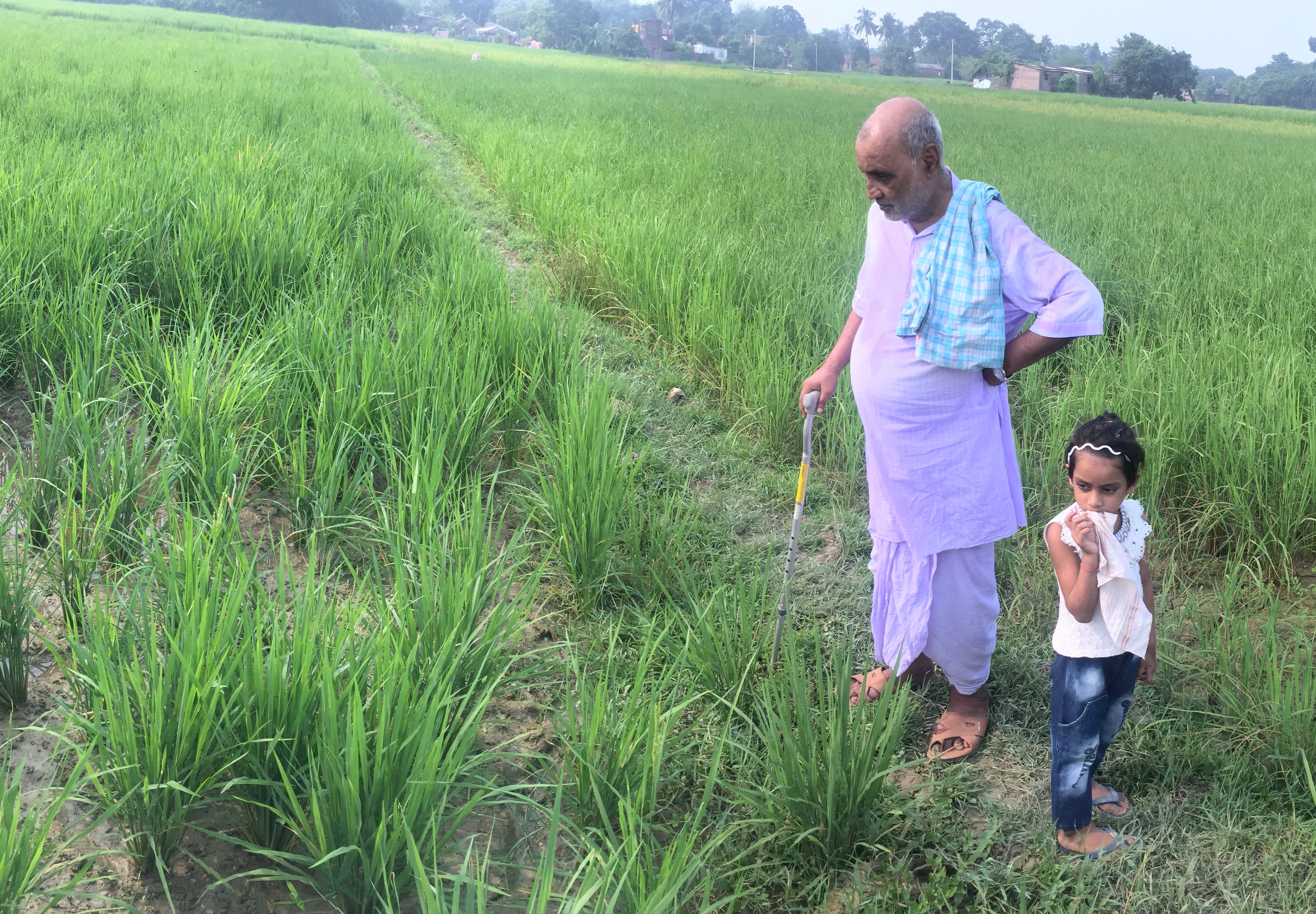 As the floodwater receded, Mr. Jha's Swarna-Sub1 rice plants started growing again while other varieties showed no signs of recovery. (Photo: STRASA)