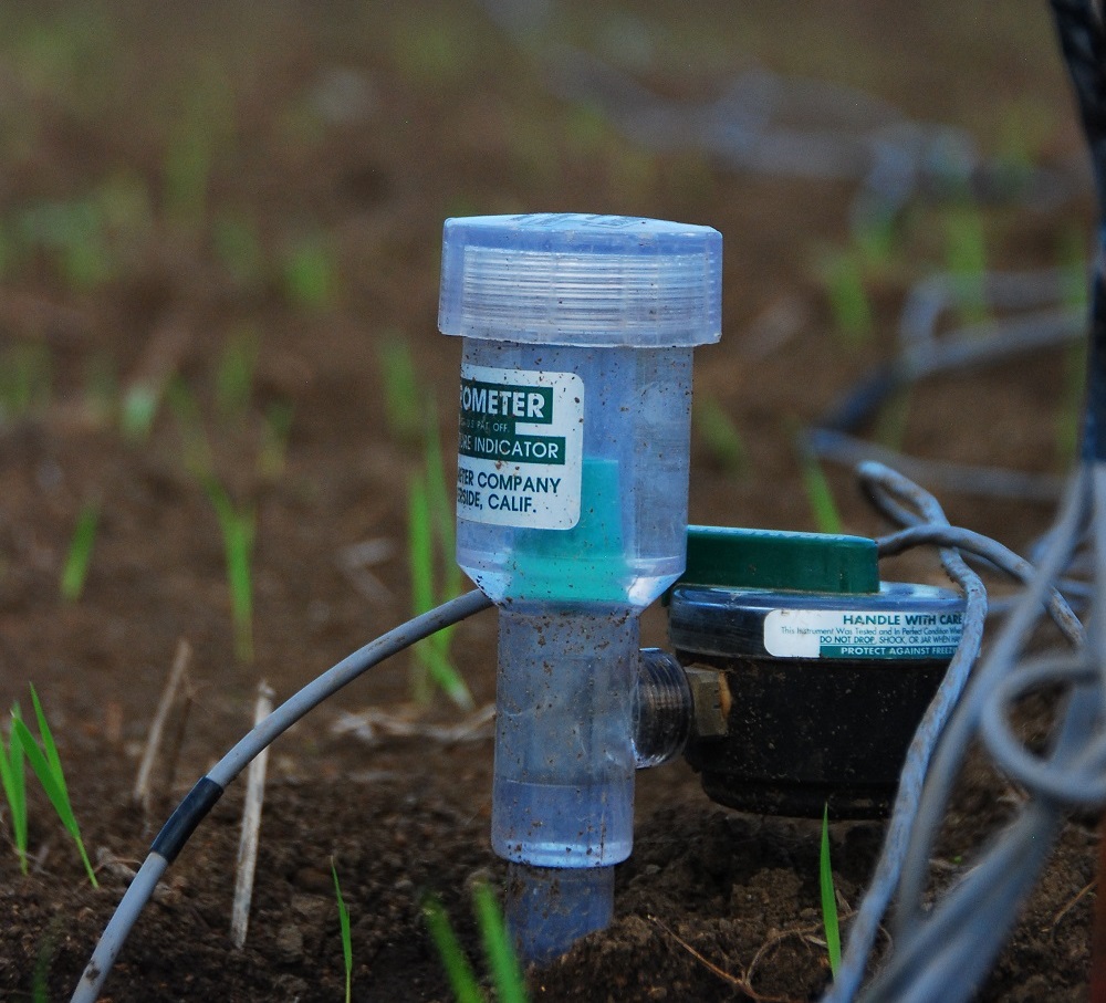 A tensiometer monitors soil moisture to determine a precise schedule for irrigation instead of using “turn it on and leave it on” practice. (Photo: IRRI)
