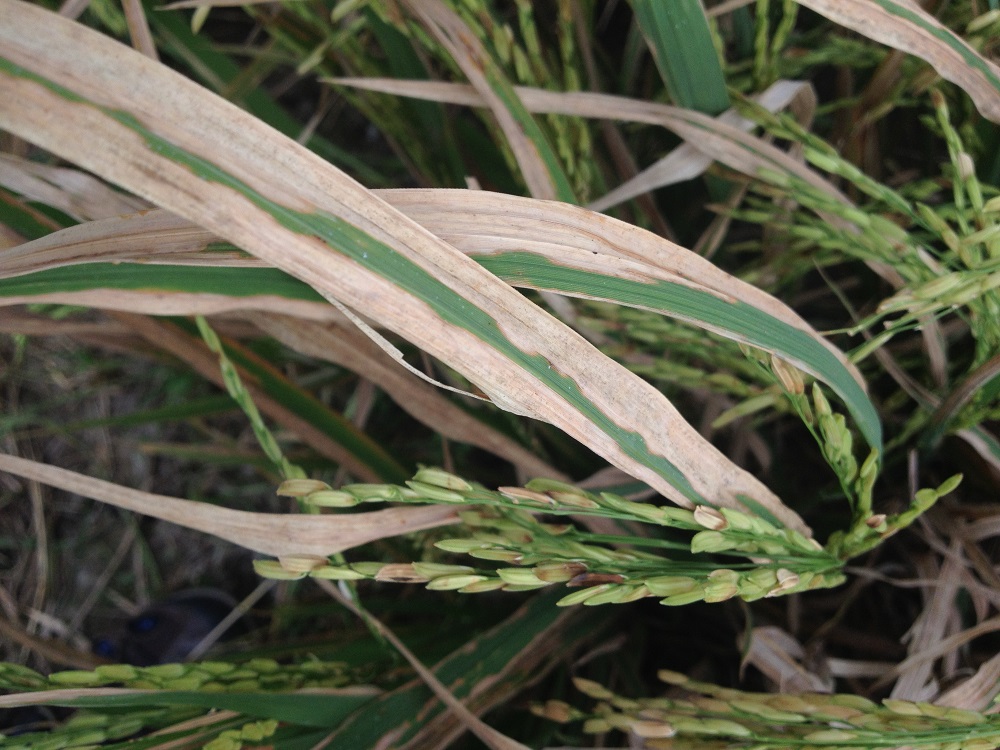 Severe bacterial blight infection in a susceptible rice variety from West Java, Indonesia. (Photo by R. Oliva)