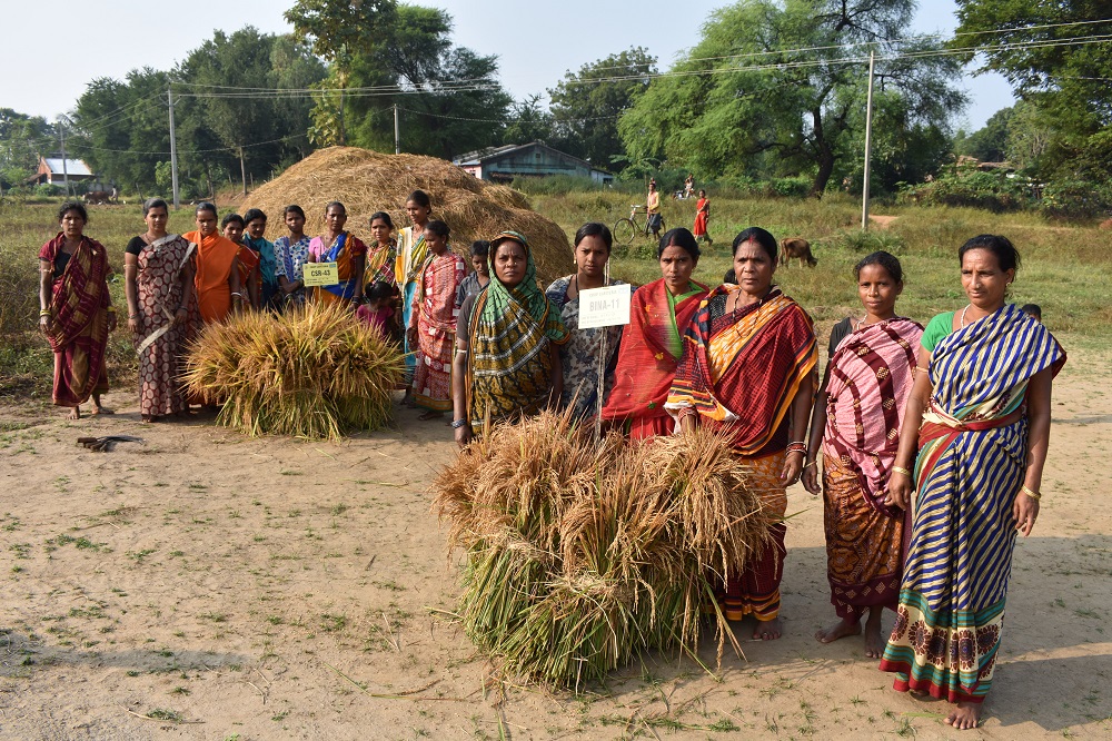 Maa Thakurani group members assembling the crop cut for yield measurement. (Photo by Pradeep Kumar Sethi)