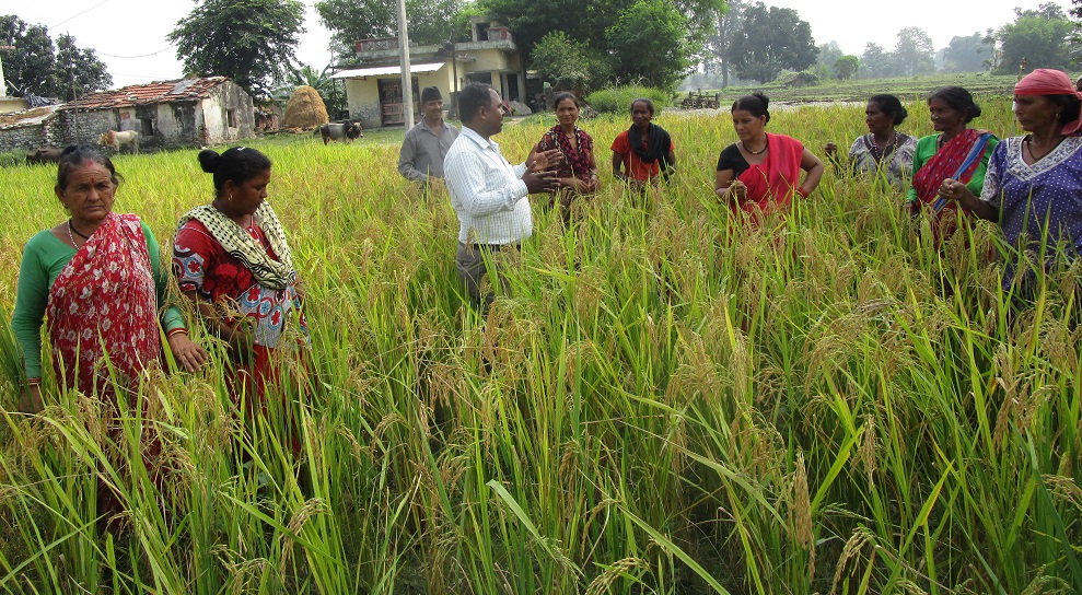 A significant percentage of farmers who received seeds of stress-tolerant rice varieties were women. (Photo: IRRI India) 