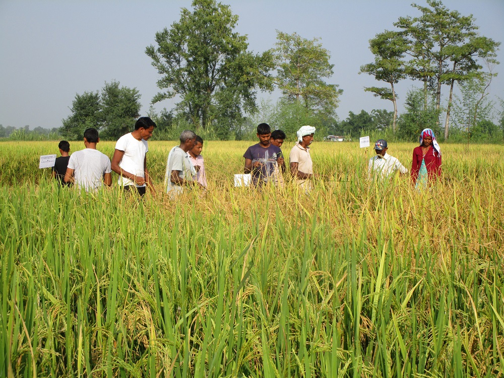 Nepalese farmers evaluate different stress-tolerant rice varieties at a demonstration field. (Photo: IRRI India)