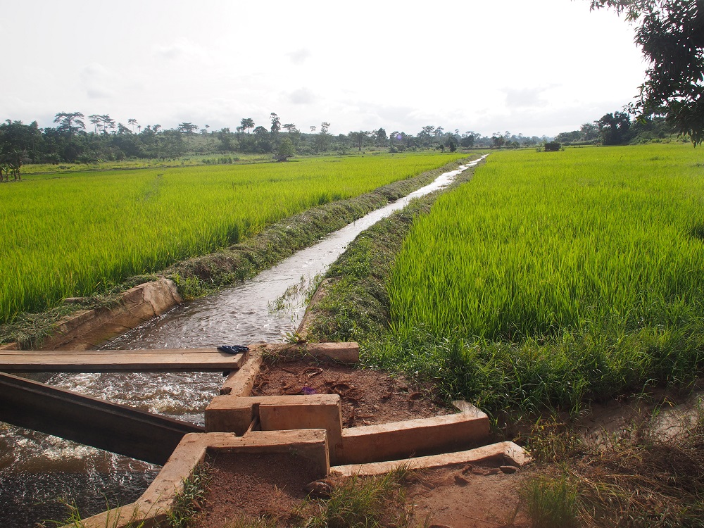 Rice is the only major crop that can be grown under the temporary flooded conditions in inland valleys. (Photo by R Raman, AfricaRice)