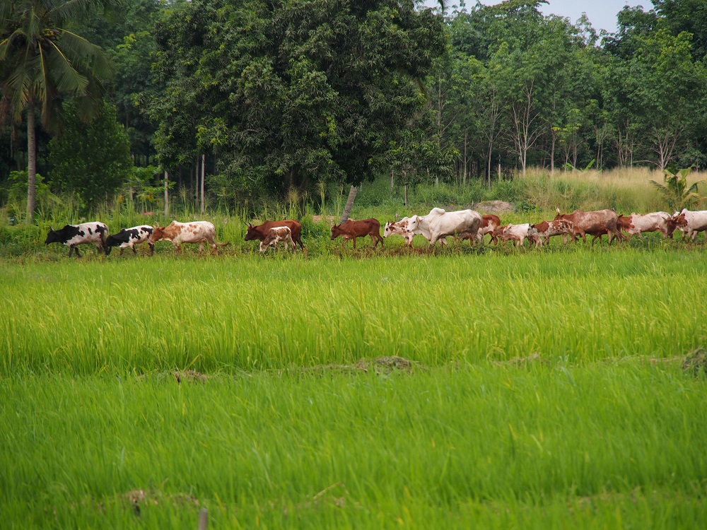 In addition to rice, inland valleys and their fringes are used for growing a variety of crops and for cattle grazing. (Photo by R Raman, AfricaRice)