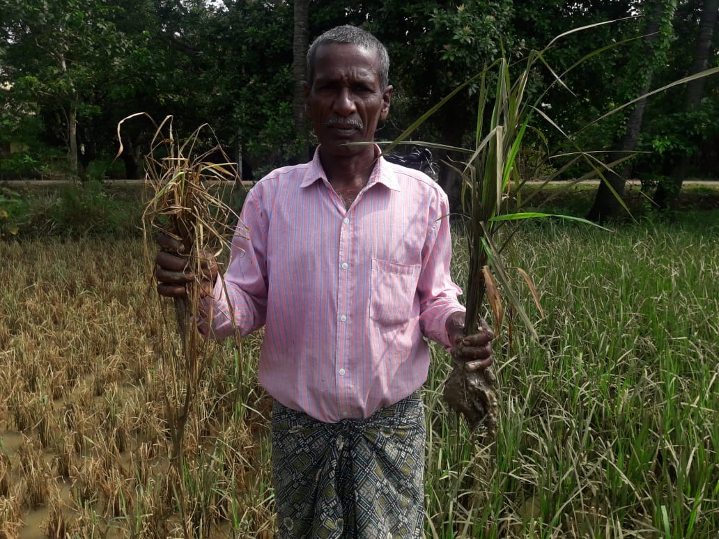 A farmer shows the difference between Swarna (right) and Swarna-Sub1 after eight days of flooding that hit the Katindol in September 2018. (Photo: IRRI India)