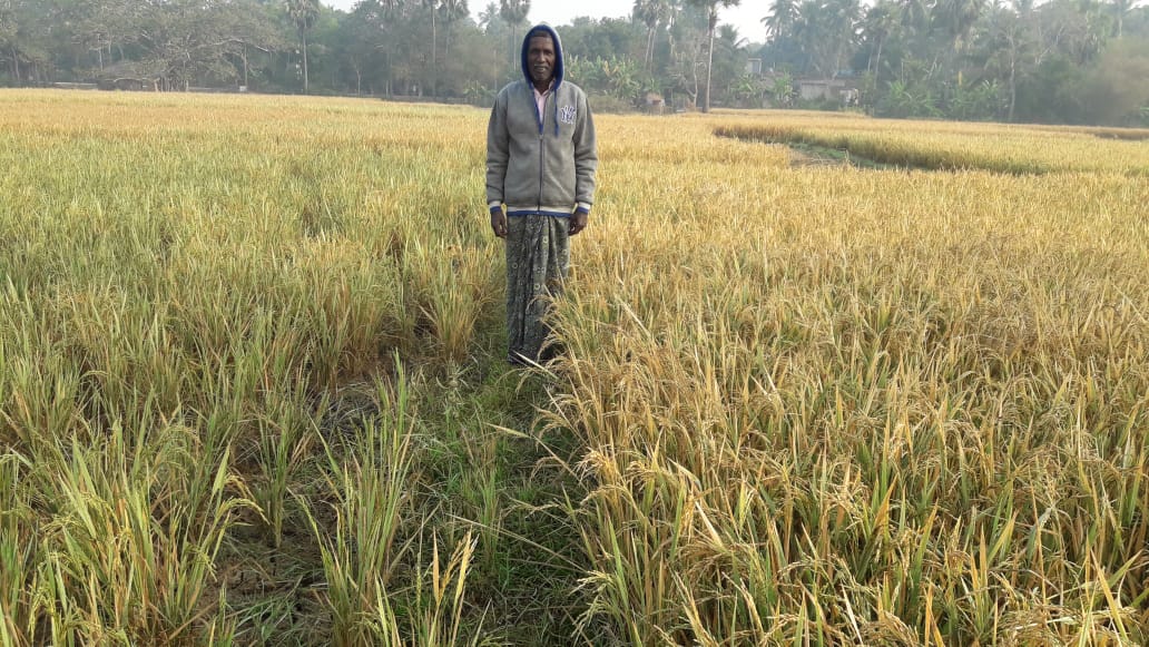  The visible difference in the yield of Swarna (left) and Swarna-Sub1 during a cropping season that was marred by flooding. (Photo: IRRI India)