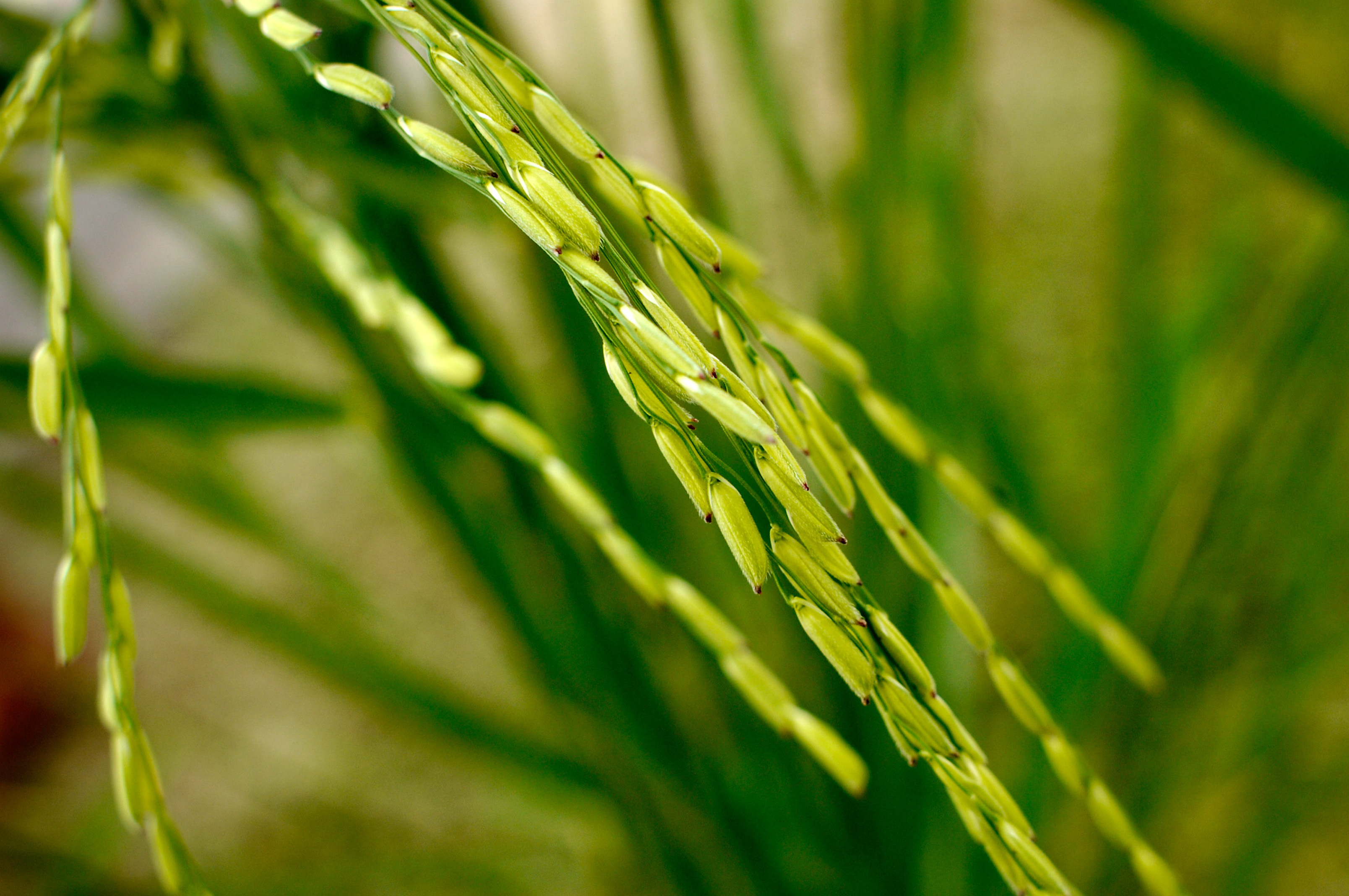 A panicle of traditional basmati (Basmati 370) cultivated in Ranbir Singh Pura and adjoining villages in the Jammu region. (Photo: IRRI)